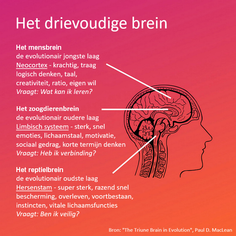 Het drievoudige brein v2 plaatje