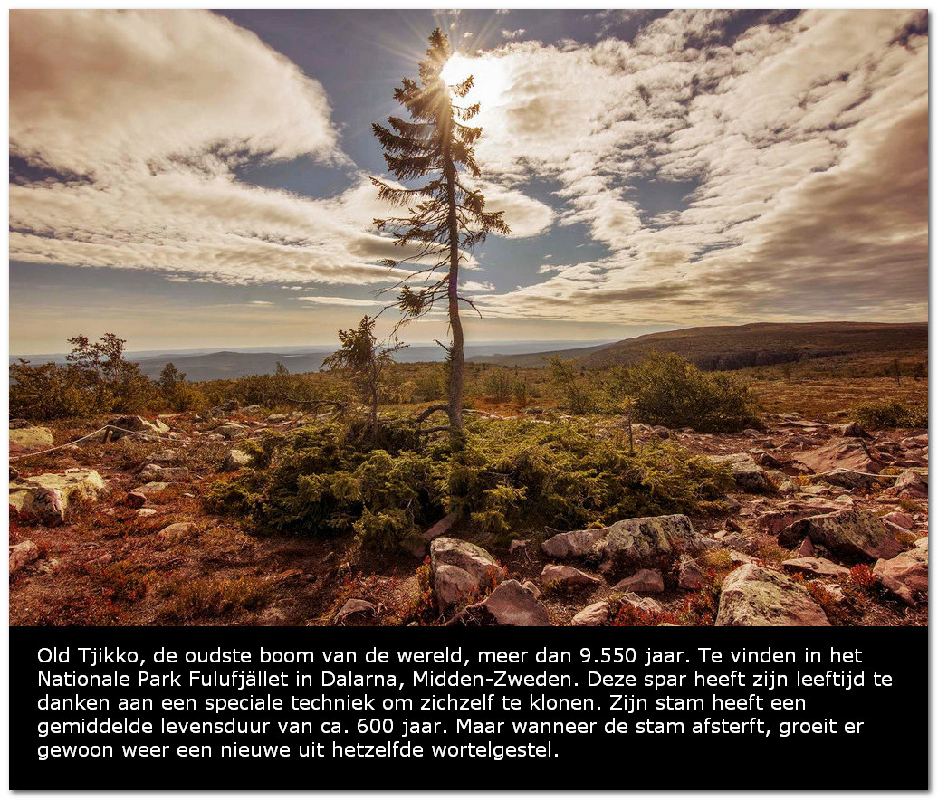 Old Tjikko de oudste boom van de wereld