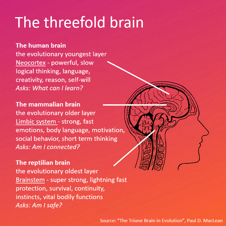 The threefold brain v2 plaatje